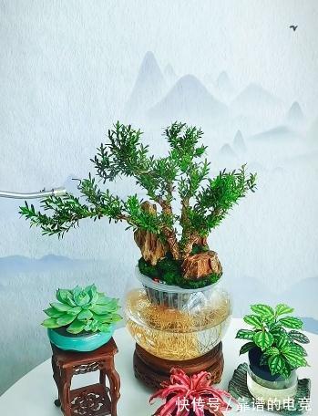 土培|黄杨木盆景——花友们的心头宝