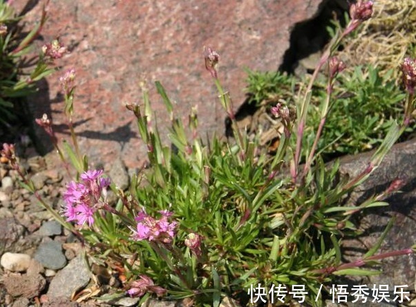 植物|野外遇到这种植物不要放过，因为植物的根部能结出钻石