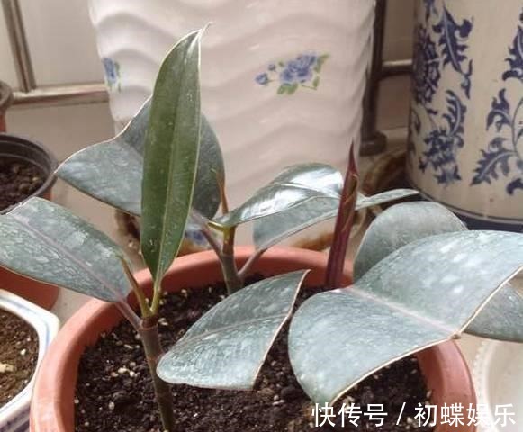 天热了就插4种花,生根快长势好,一插一大盆