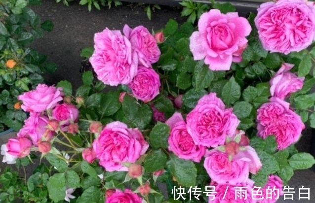 月季半死不活的吗,整顿的机会到了