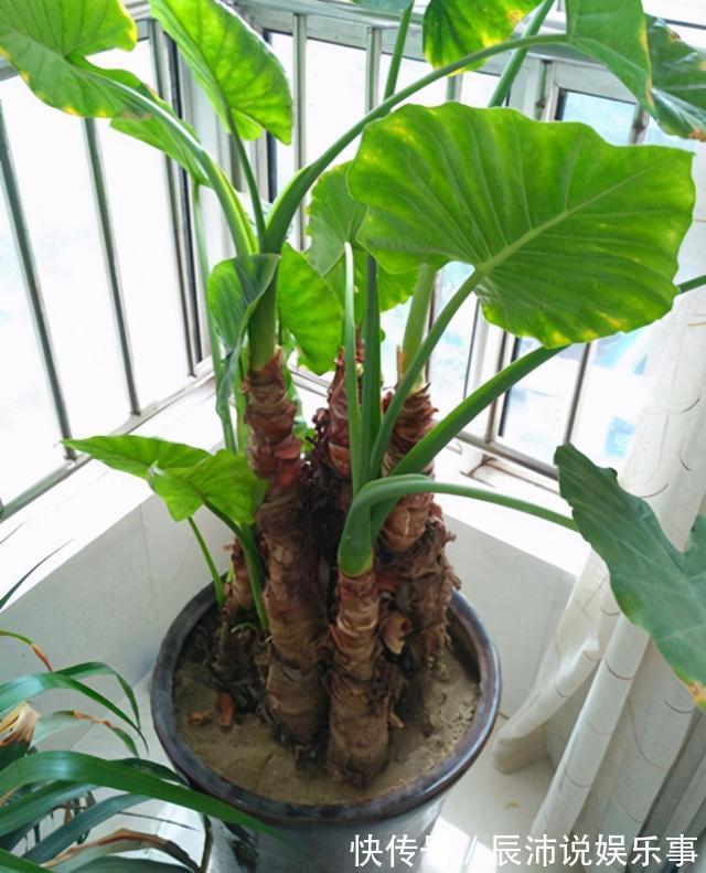 4种“大毒花”,家里经常养,修剪要小心,别碰上