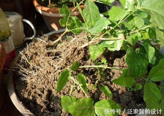 茉莉有“三怕”,入春顺着习性养,催出一圈苞,清香宜人大半年