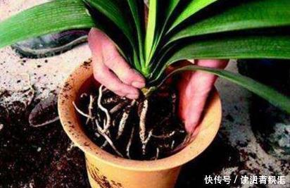 盆土太硬了?用它泡一泡,浸盆浇,土壤透气有营养,还养根