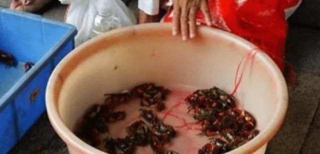 天下|10斤吃不到1两肉,北方人基本不吃,南方人却称其为“天下奇鲜”