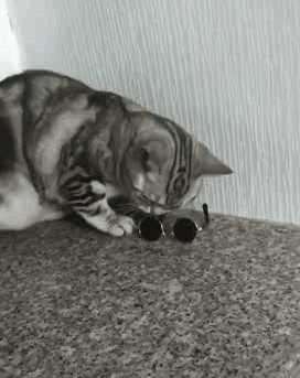 |搞笑动图:终于下雪了,小企鹅开心得跳起来!