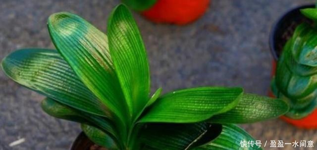 春天养花不用愁，藏厨房里的“它”，取出1勺浇盆里，啥花都疯长！