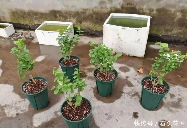 养花|养花土“板结”大土块?平时用4种“酸性水”浇灌,土质疏松肥沃