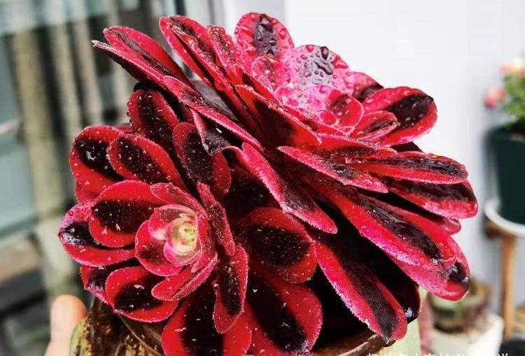 肉友|时间如白驹过隙,眨眼就到5月份了,我们的多肉还能不能淋雨呢?