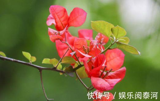 花卉|家里喜欢养花,此款花卉一年四季开花,越热越疯长,花朵绚丽繁盛