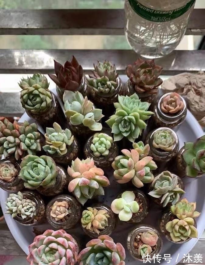 布丁瓶搭配海绵养多肉,不买盆不买土,干净卫生,容易出状态