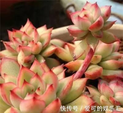 刚种不久的多肉,是否可以拔出来重新栽种