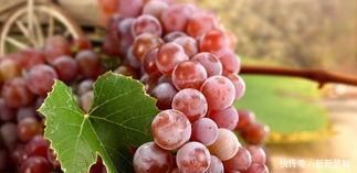 肝脏|肝不好的人,平时可以常买一些它来吃,养护肝脏,或远离肝病