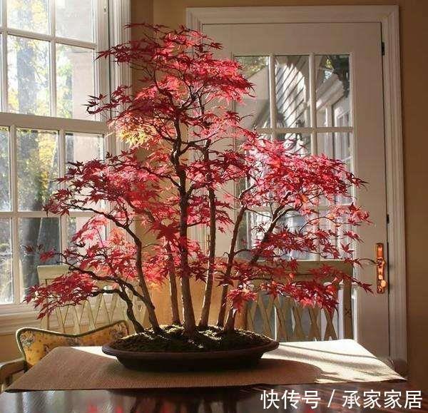 五种盆栽,自带高贵气质,在家摆一盆,格调高,人人夸你眼光好
