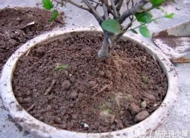 这5种花以后不要买了,很多人被坑了还不知道!