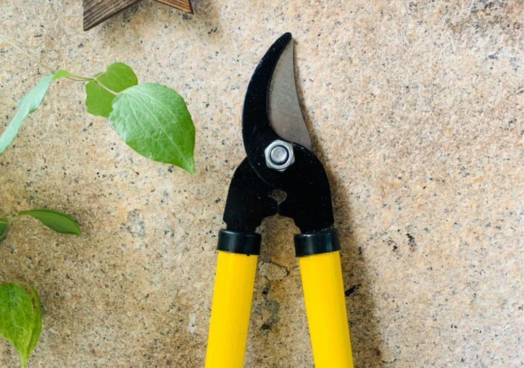 10个偏方,能省不少钱,把花养的又肥又壮