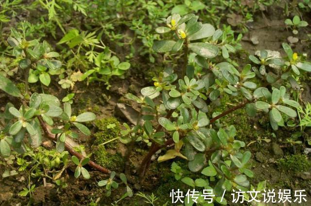 野草|农村这些野草，抗癌、降压、补充各种维生素，有钱人花高价买来吃