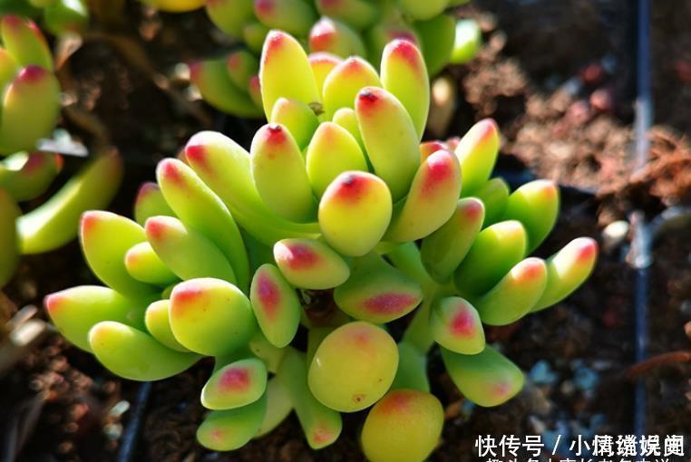 叶尖|柠檬手指和柳叶莲华虽然长得有点像,但它们真不是同一种多肉植物