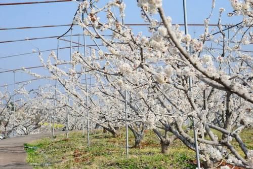 金堂：花开正艳