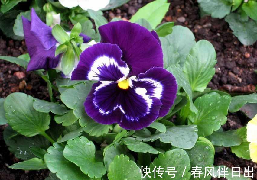 养花|养花试试这几款，靠近热带戈壁、着花犹如玫瑰一样平常美丽