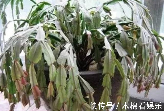 蟹爪兰叶子又薄又暗，坚持1个月，9月开始长出“硬朗叶”，太密了