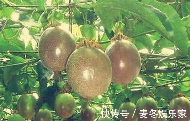 西番莲|西番莲消炎止痛、降脂降压，掌握三点，种出优质高产的西番莲来