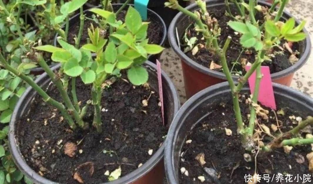 秋天|秋天给花卉换盆，4个关键点要注意，否则也是难服盆