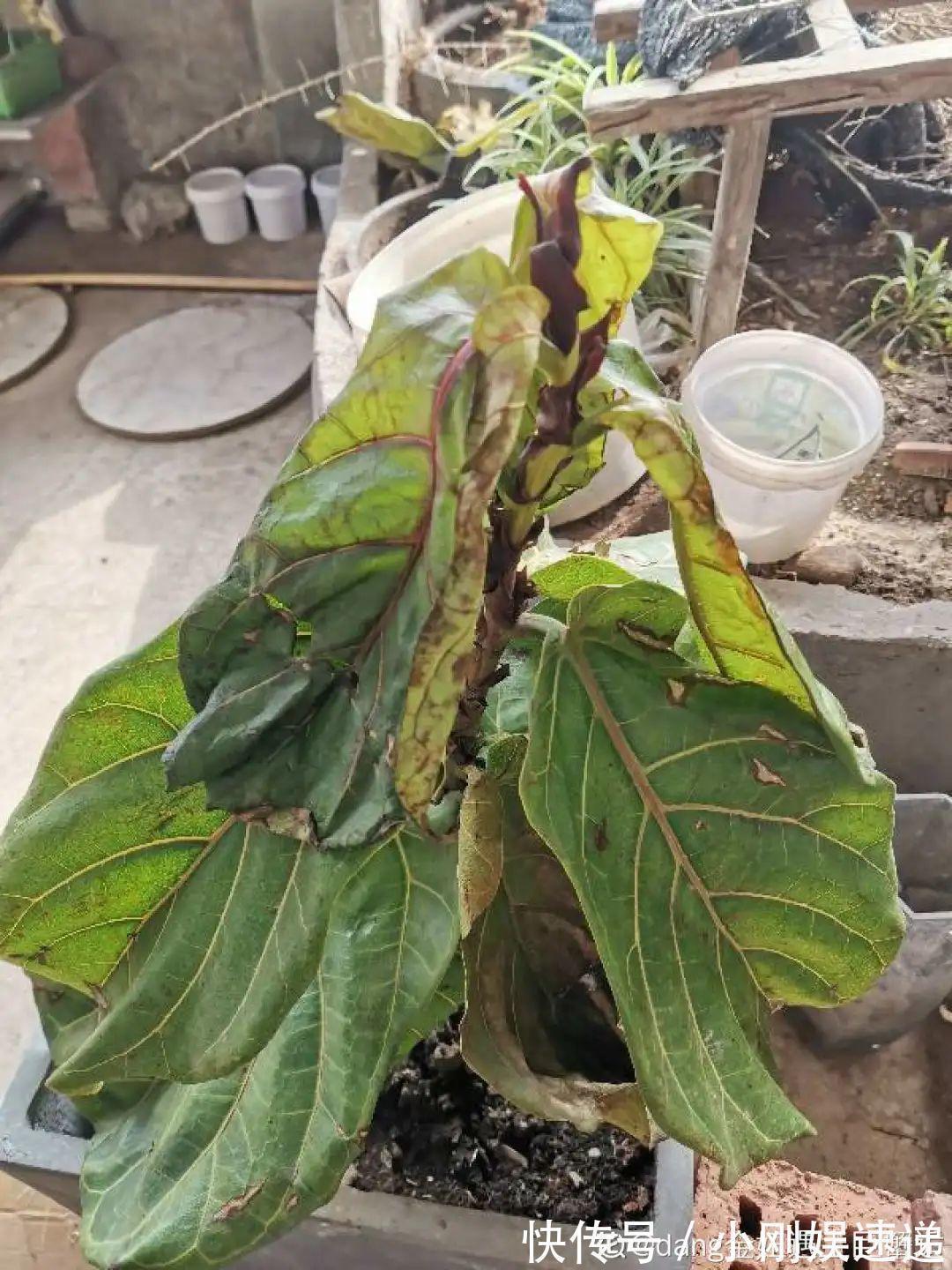 叶片|10种花特怕晒,越晒越黄叶,搬阴凉地儿才能活!