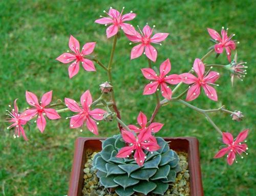 植物|此款多肉植物,冷门不受欢迎,看过它开花才后悔,原来是花仙子