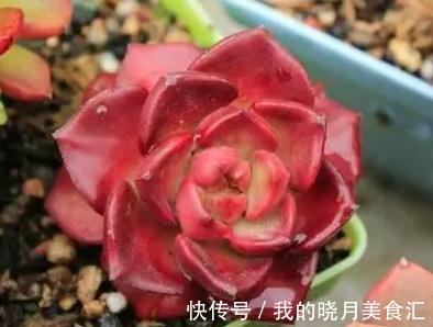 论怎样为变丑的多肉植物整容