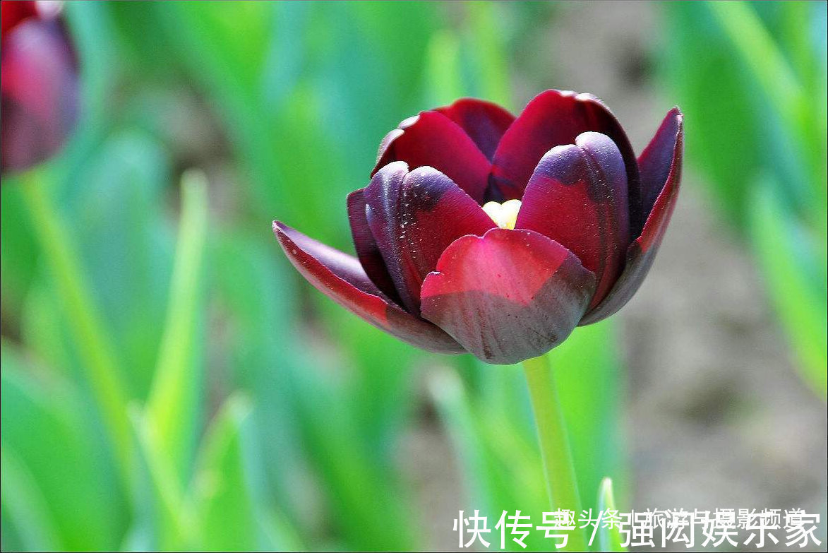 “会发光”的花朵，优雅而艳丽花语十分浪漫！具有“特殊能力”