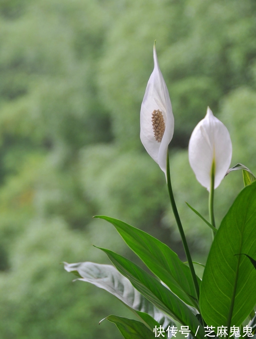 养花小知识,白掌篇