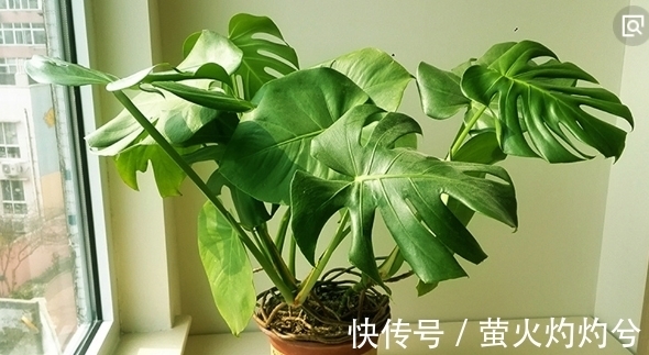 养花儿|以下2种花哪怕再丑也要养,不仅是家里的守护神,还能镇宅!
