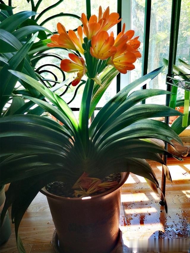 初秋给君子兰“换位置”,2种肥水轮着浇,君子兰叶片油亮爆花旺