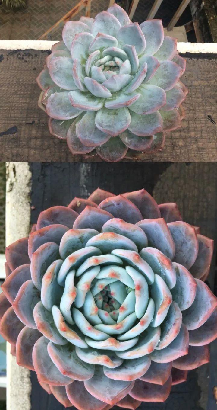 挑状态最丑价格最低的买,再丑的多肉都能养漂亮