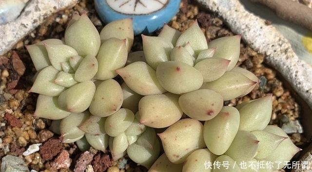 很漂亮的多肉却长得又瘦又高?我觉得你可能对它们做了这些事情