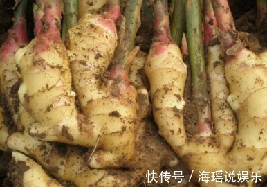 姜茶|生姜这样吃,体内的毒素全都排光光了,难怪医生天天吃它!