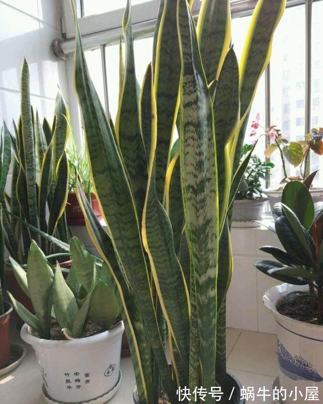 5种“漂亮花”，10月不要“乱浇水”，浇的越狠，死得越快