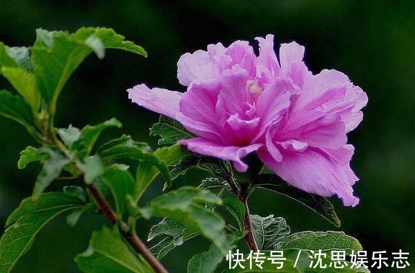 性格|12生肖与性格息息相关,这些生肖天生就“非凡”,可以带来财富!