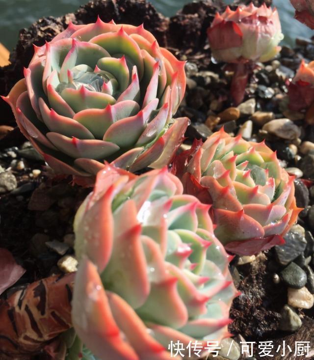 浇水|喜欢养多肉,应该挑战一下玉蝶,可以控出这状态,不得不佩服