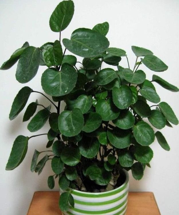 此种花很好养,耐热耐晒更耐旱,浇水就疯长,开花爆盆很容易