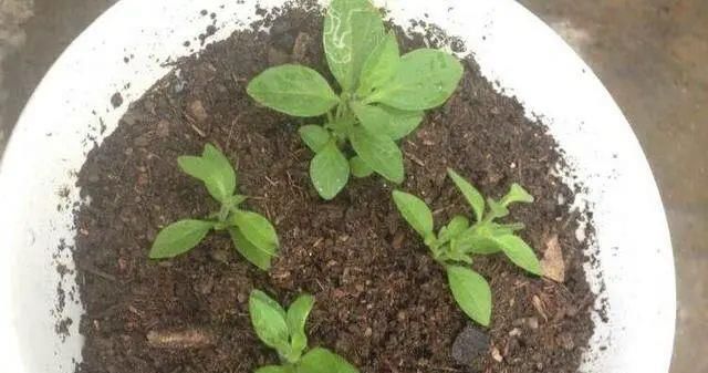 太阳花|适合6月扦插的“3种花”,生根快,长得快,30天开出满盆花