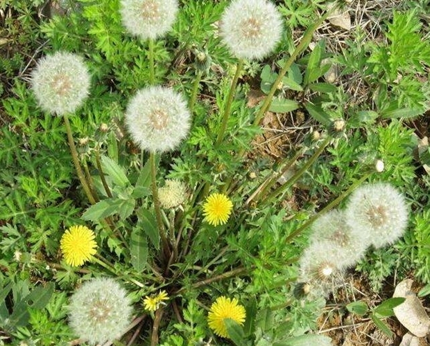 益母草|女人有妇科炎症医生多喝4种水，消炎杀菌，赶走妇科炎症！