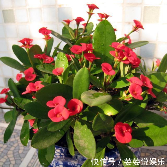 满枝|花期超长的10种花，种一盆一整年都花开满枝！