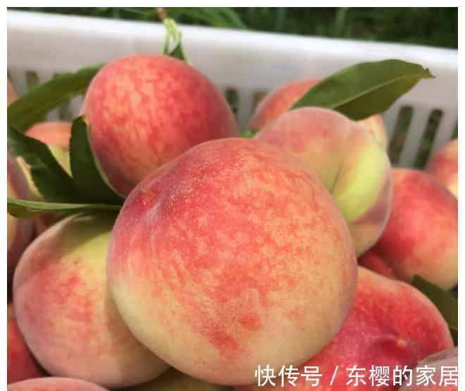 果蒂|买桃子别只知道看大小,记住这5点,买到的桃子个个新鲜又好吃