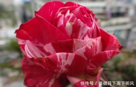 养花|新手养花,不如养盆花中精品“宠爱小姐”,金蕊红衣,香气甜润