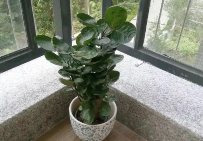 香气|家里人容易“散财”,一旦养了这3种花,感觉一分钱都不会丢!