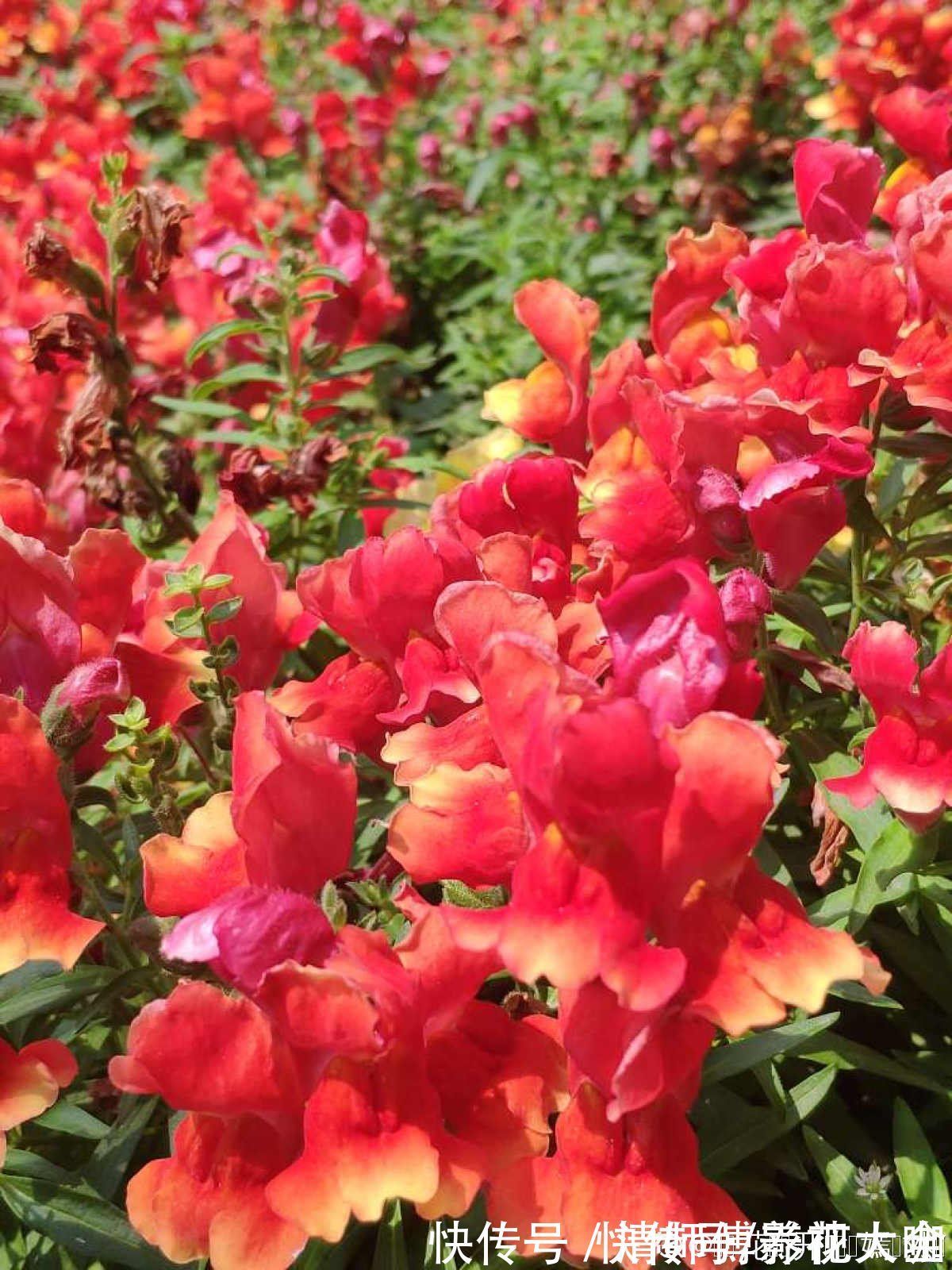 光照|9种花,光照时间越短越容易爆盆,晒太久反而不开花