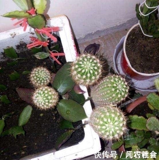 成功将仙人球叶仙嫁接一起,成品非常漂亮,园艺家出千元购买