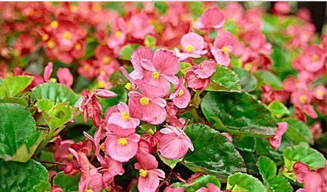 甲醛|这4种吸收甲醛,净化空气最强的盆栽绿植,比绿萝效果好多了