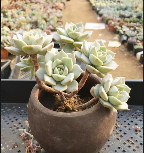 老桩|3款多肉现在养一盆正当时,号称“耐晒小可爱”,长成群生小老桩